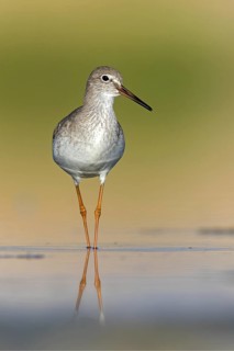 Redshank, (Tringa totanus), Animals, Birds, Snipe family, Raysut, Salalah, Sohar, Oman