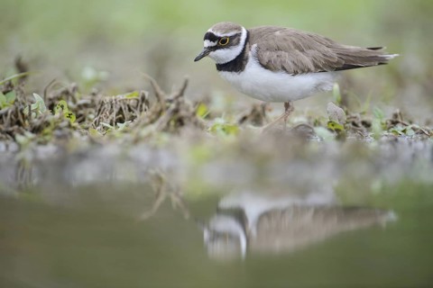 Little Ringed Plover (Charadrius dubius), Thuringia, Germany