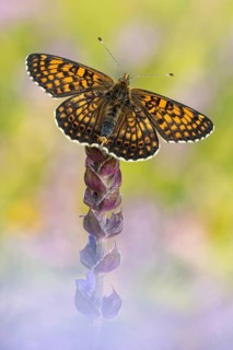 Der Wegerich-Scheckenfalter (Melitaea cinxia) von der Flügel-Oberseite