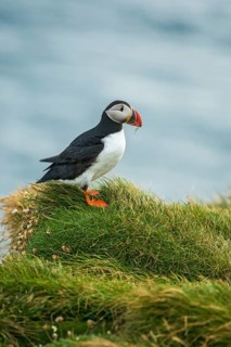 Atlantic Puffin (Fratercula arctica) on cliff, Iceland