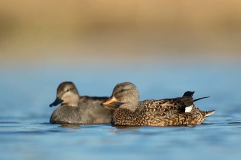 Krakeend koppeltje laag standpunt, Gadwall couple low point of view