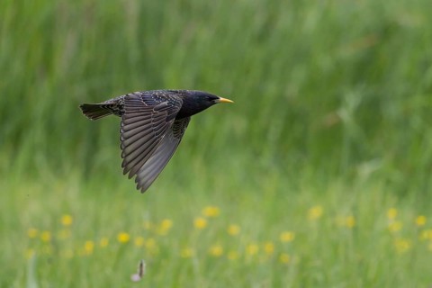 A starling (Sturnus vulgaris) flies over a green meadow, yellow flowers in the background, Hesse,