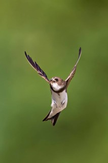 Sand martin (Riparia riparia), in flight with food in its beak, Reussegg nature reserve, Canton