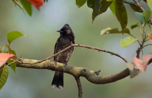 A Red-vented Bulbul (Pycnonotus cafer) on a tree branch, Sreepur, Gazipur, Bangladesh