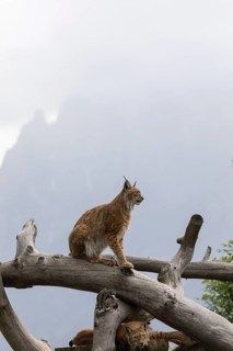One Eurasian lynx, (Lynx lynx), standing high in a dead tree log. Mountains hide in grey mist in
