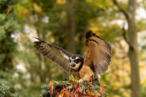 Spectacled Owl (Pulsatrix perspicillata) captive, Baden-Wuerttemberg, Germany