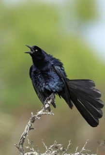 Great-tailed Grackle (Quiscalus mexicanus) male, Texas, USA