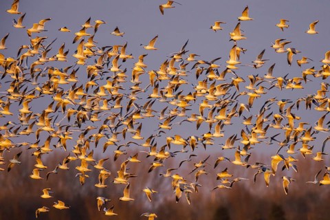 Black-headed Gull (Chroicocephalus ridibundus) large group in flight, Netherlands