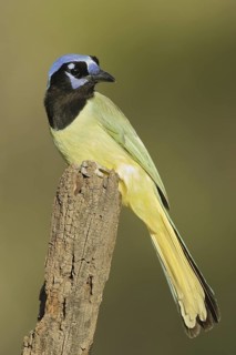 Green Jay (Cyanocorax luxuosus), Texas, USA