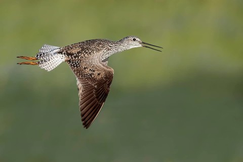 Greater Yellowlegs (Tringa Melanoleuca) flying near a marsh in Victoria, BC, Canada
