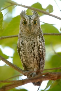African Scops Owl (Otus senegalensis), Kruger National Park, South Africa