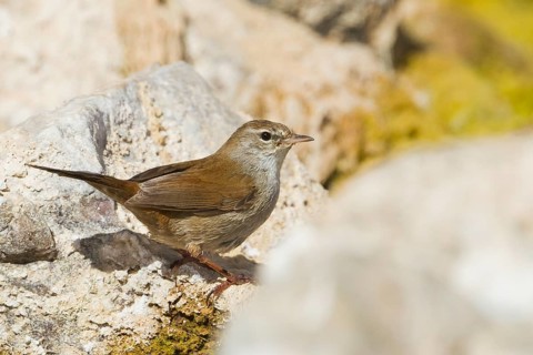 Cetti's Warbler - Seidensänger - Cettia cetti ssp. cetti, Morocco
