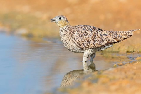 Kronenflughuhn, Crowned Sandgrouse, Pterocles coronatus, Ganga couronné, Ganga Coronada