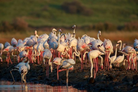 Greater Flamingo (Phoenicopterus roseus) group foraging in shallow water, Lesvos, Greece