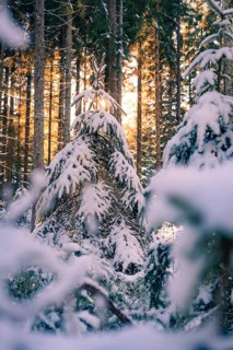 Snow-covered fir trees in a wintry forest, soft sunlight, Seewald, Black Forest, Germany