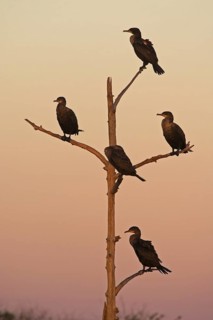 Double-crested Cormorant (Phalacrocorax auritus), Florida, USA