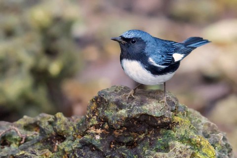 Black-throated Blue Warbler (Dendroica caerulescens) perched on a rock in Cuba