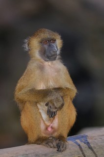 A baboon at dusk sits attentively and focussed on a tree trunk in a natural setting, Guinea baboon