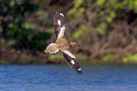 Senegal Stone Curlew, (Burhinus senegalensi), animals, birds, flight photo, Africa, Marakissa River