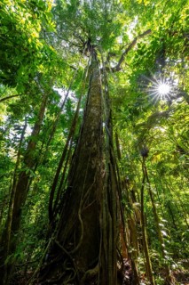 Dense vegetation in the tropical rainforest, roots of a strangler fig on a tree, view upwards, Sun