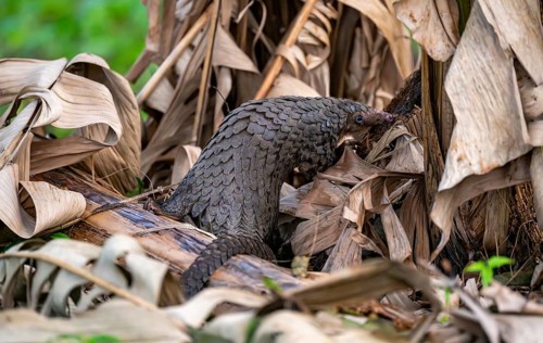 Pangolin between leaves on the ground, White-bellied pangolin (Phataginus tricuspis, Manis