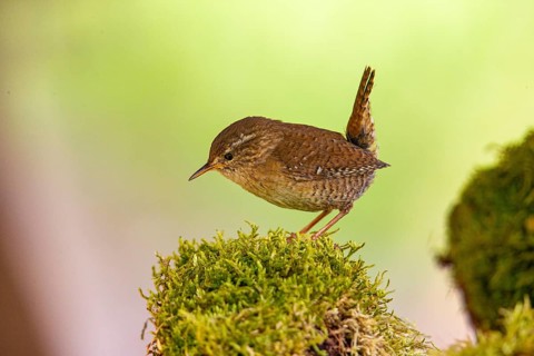 Wren (troglodytes troglodytes) building a nest Germany