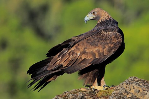 Golden Eagle (Aquila chrysaetos) female, Andalusia, Spain