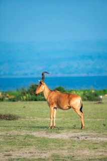 Lelwel hartebeest (Alcelaphus lelwel), on the shores of Lake Albert, Murchison Falls National Park,