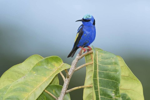 Red-legged Honeycreeper (Cyanerpes cyaneus) male, Costa Rica
