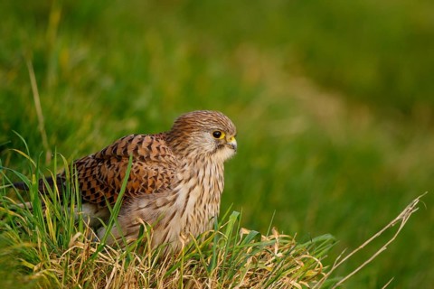Common Kestrel (Falco tinnunculus), Netherlands
