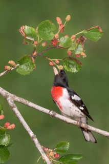 Rose-breasted Grosbeak (Pheucticus ludovicianus) male feeding on red berries, Texas, USA