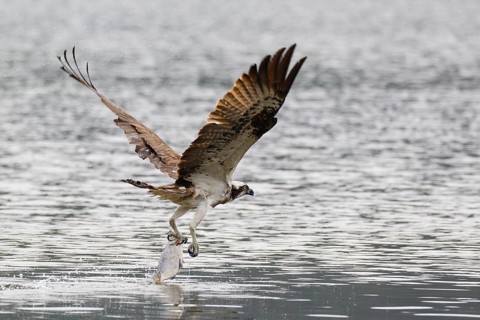 Western Osprey (Pandion haliaetus) flying with fish prey in its claws, Poland