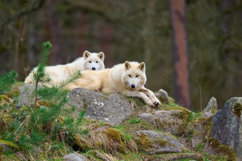 Two white wolves resting on rocks in a wooded area, Arctic wolf (Canis lupus arctos), Germany