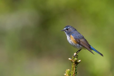 Orange-flanked Bluetail - Blauschwanz - Tarsiger cyanurus, Kazakhstan, male