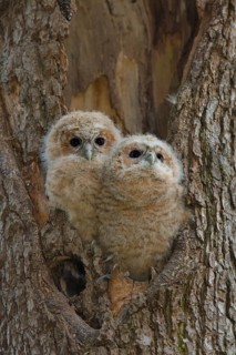 Tawny Owl (Strix aluco) two chicks looking out from breeding hole, Saxony, Germany