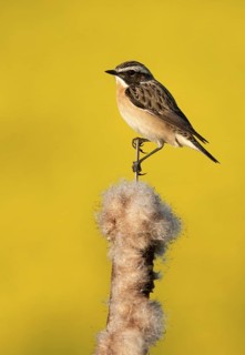 Whinchat (Saxicola rubetra), Mecklenburg-Western Pomerania, Germany