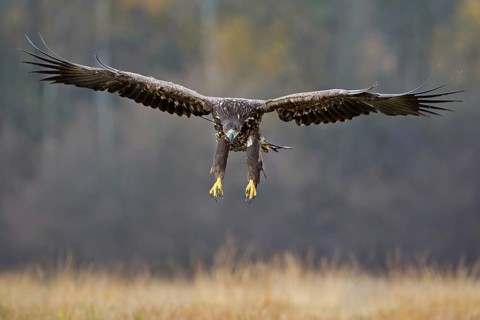 White-tailed Eagle (Haliaeetus albicilla) juvenile flying, Poland