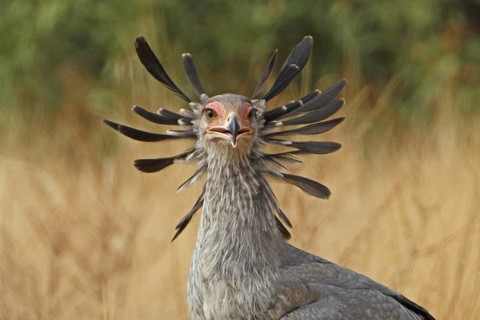 Secretarybird (Sagittarius serpentarius), Samburu, Kenya