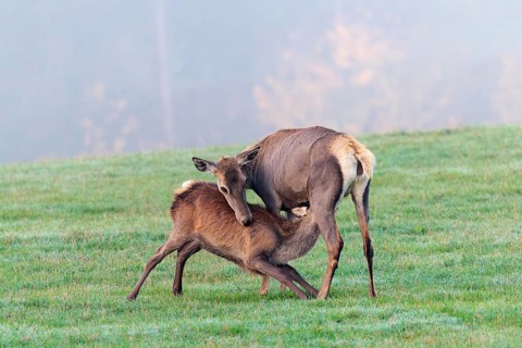 A female Altai maral (Cervus canadensis sibiricus) suckles her calf in a meadow in the cool first