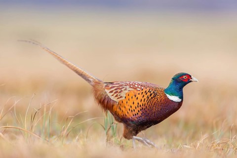 Pheasant, cock, male, (Phasianus colchicus), animals, birds, chicken family, centrapole, Kutno,