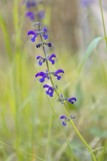 Meadow clary (Salvia pratensis) surrounded by grass, close-up, Neunkirchen, Lower Austria, Austria