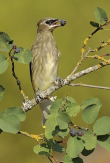 Cedar Waxwing (Bombycilla cedrorum) feeding on berries, British Columbia, Canada