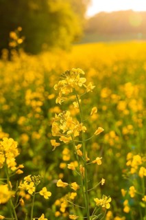 Rapeseed flower in the foreground at sunset in a yellow field, Gechingen, Black Forest, Germany