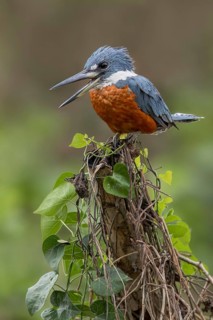 Ringed Kingfisher (Megaceryle torquata) perched on a branch in the Pantanal of Brazil