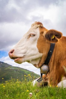 A cow lies relaxed in a meadow with yellow flowers in front of a partly cloudy sky in a mountain