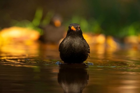 A common blackbird, known scientifically as Turdus merula, submerges itself in a sunlit pond,