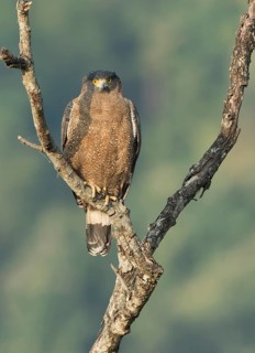 Crested Serpent Eagle (Spilornis cheela) perched on a branch, West Bengal, India