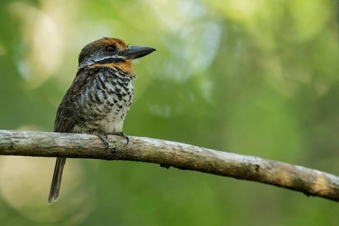 Spotted Puffbird (Bucco tamatia) perched on a branch in the grasslands of Guyana