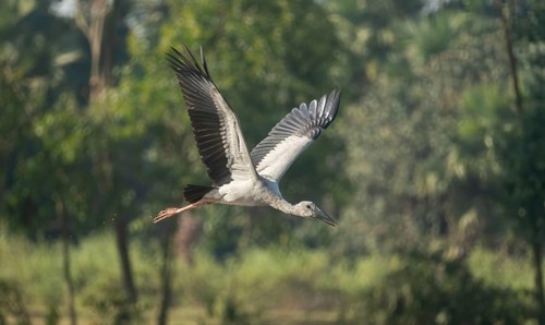 An Asian Openbill stork (Anastomus oscitans), Sreepur, Gazipur, Bangladesh
