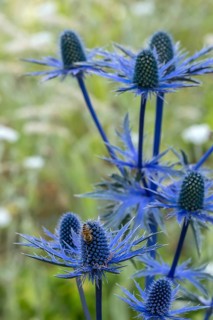 Eryngium planum, blue hobbit, sea holly, thistle, Münsterland, North Rhine-Westphalia, Germany